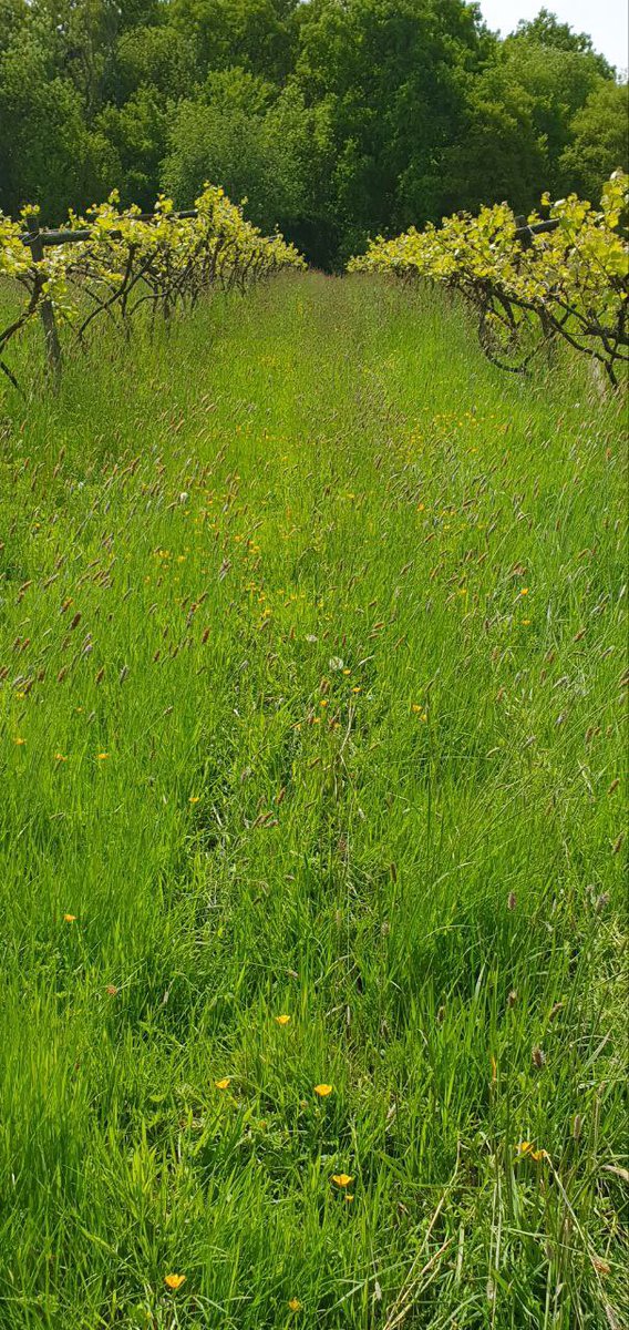 Our low mow policy to encourage wild flowers at #Harbourne Vineyard 🌿🌸