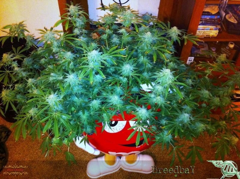 I love growing in silly things. #Weedmob #weedsmokers #WeedLovers #weedday #MarijuanaMovement #cannabisculture