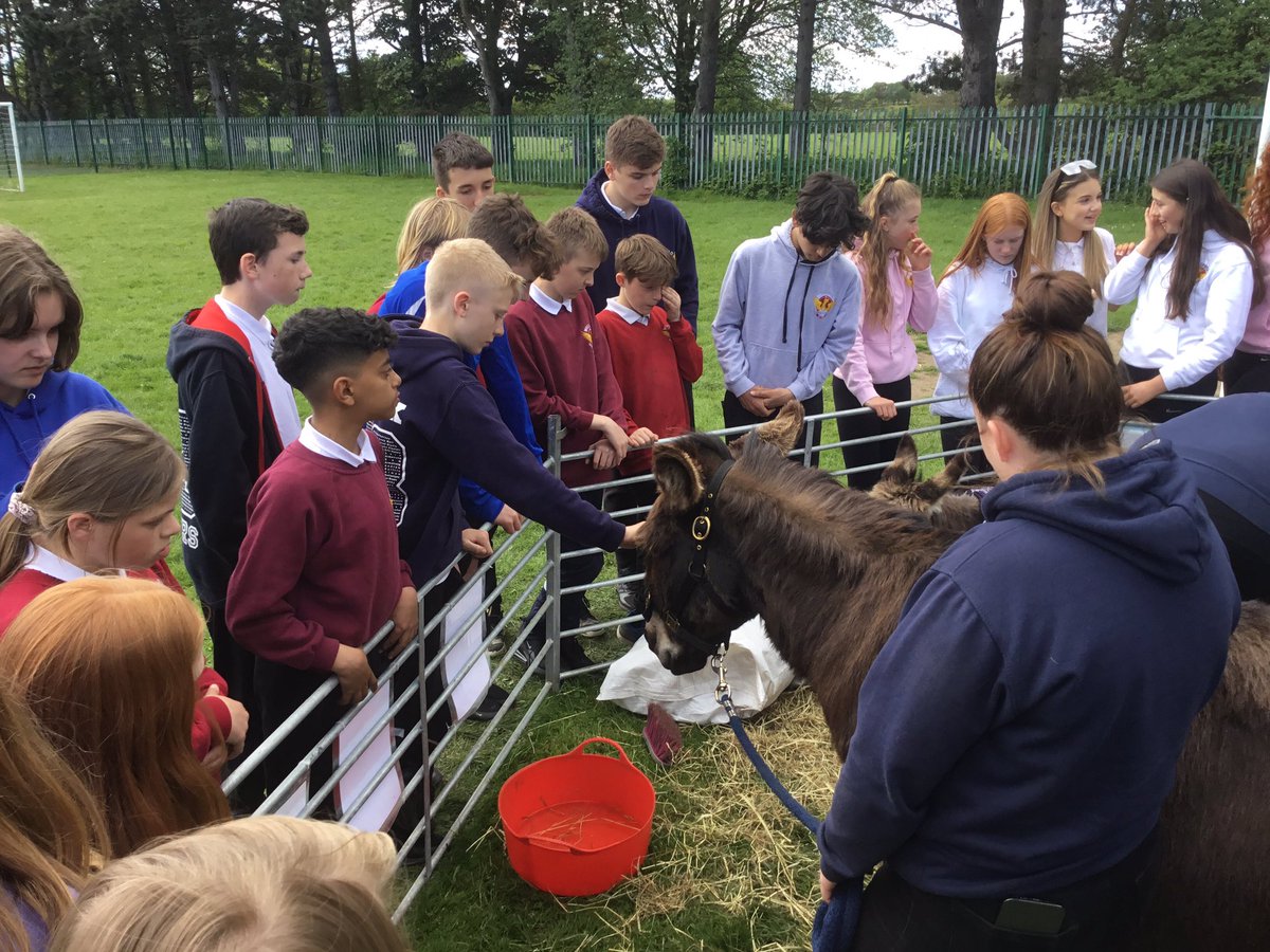 WellfieldMiddle's tweet photo. 8A loved meeting our visiting donkeys today. It’s fair to say that they Maurice &amp; Teddy were a great hit. We loved hearing the fascinating facts about these beautiful animals. #donkey #therapy #animals #selfcare #WMSwellbeing https://t.co/aGcb5Bj7Tv