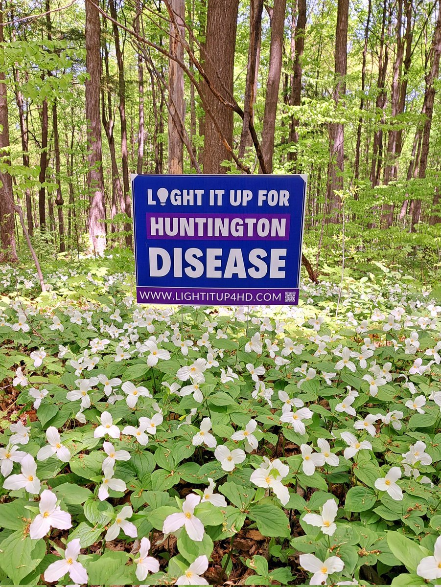 Simcoe County Forests are lighting it up for Huntington's Disease! #LightItUp4HD
#HDAwareness