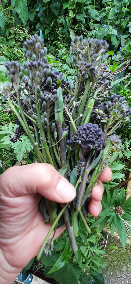 MurmurousHum's tweet image. The last of our purple sprouting broccoli, the best #smallbeauties for #smallbeautieshour #becauseofclem #brassicalove