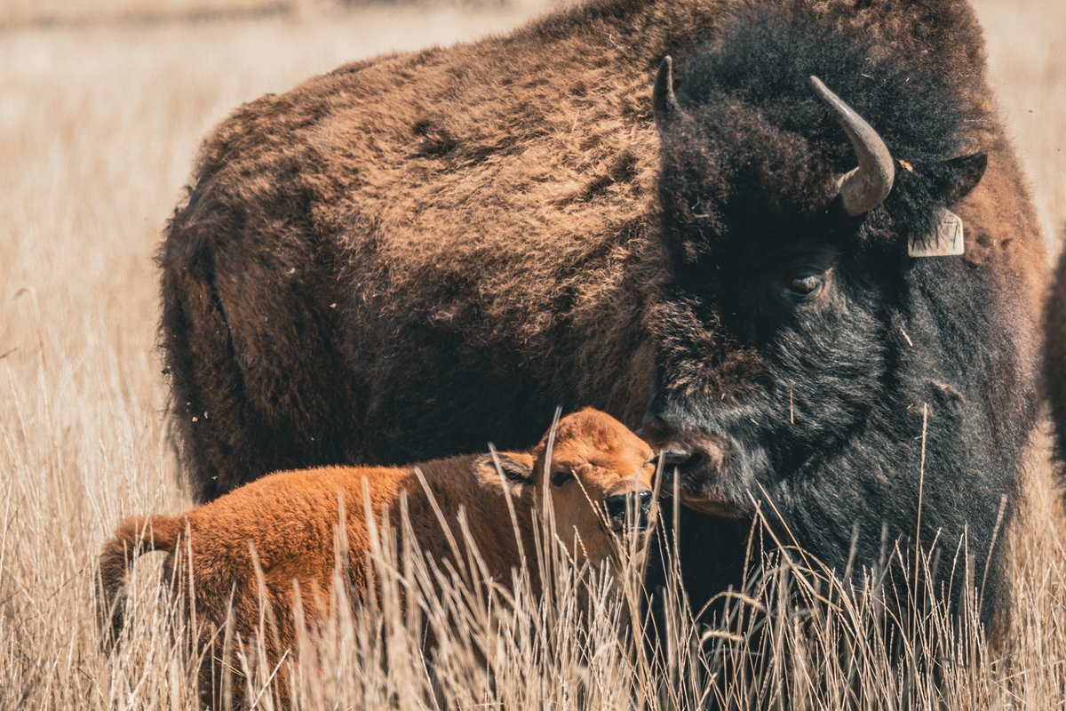 Wanuskewin_Park's tweet image. Guess what? Another calf was born at Wanuskewin on May 10th! Such a beautiful moment!

@TIAC_AITC 
@ITAC_Corporate 
@Saskatchewan 
@Saskatooning
