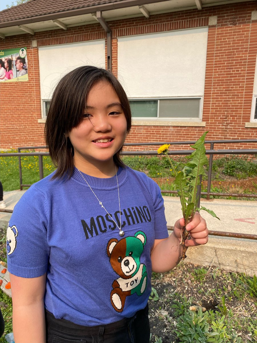 This morning during Smart Start with Mrs. Rumak, grade fives learned about  perennial plants and helped weed our front garden.  Don’t worry, there are still plenty of dandelions for the bees to visit. 🐝 🌸 <a href="/VictoryMusicMb/">Victory Music</a>