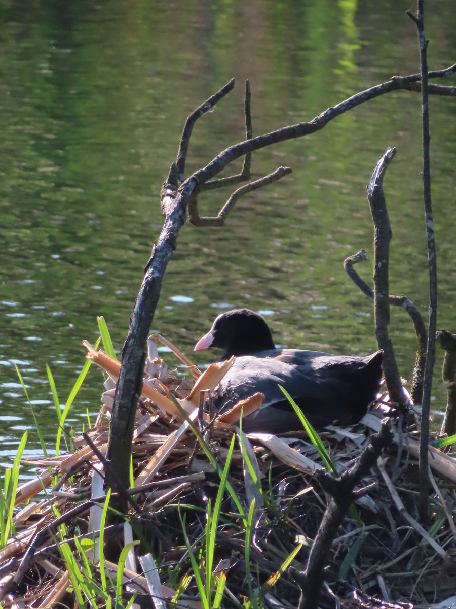 Tollcrosscats's tweet photo. At @SevenLochs #Drumpellier today. Usual suspects and unusually a pair of grebes. π One swan nest on the canal, one on the big loch, and one on the wee loch, along with a coot nest. Lots of single male mallards π€
#TwitterNatureCommunity https://t.co/XctAogjuXQ