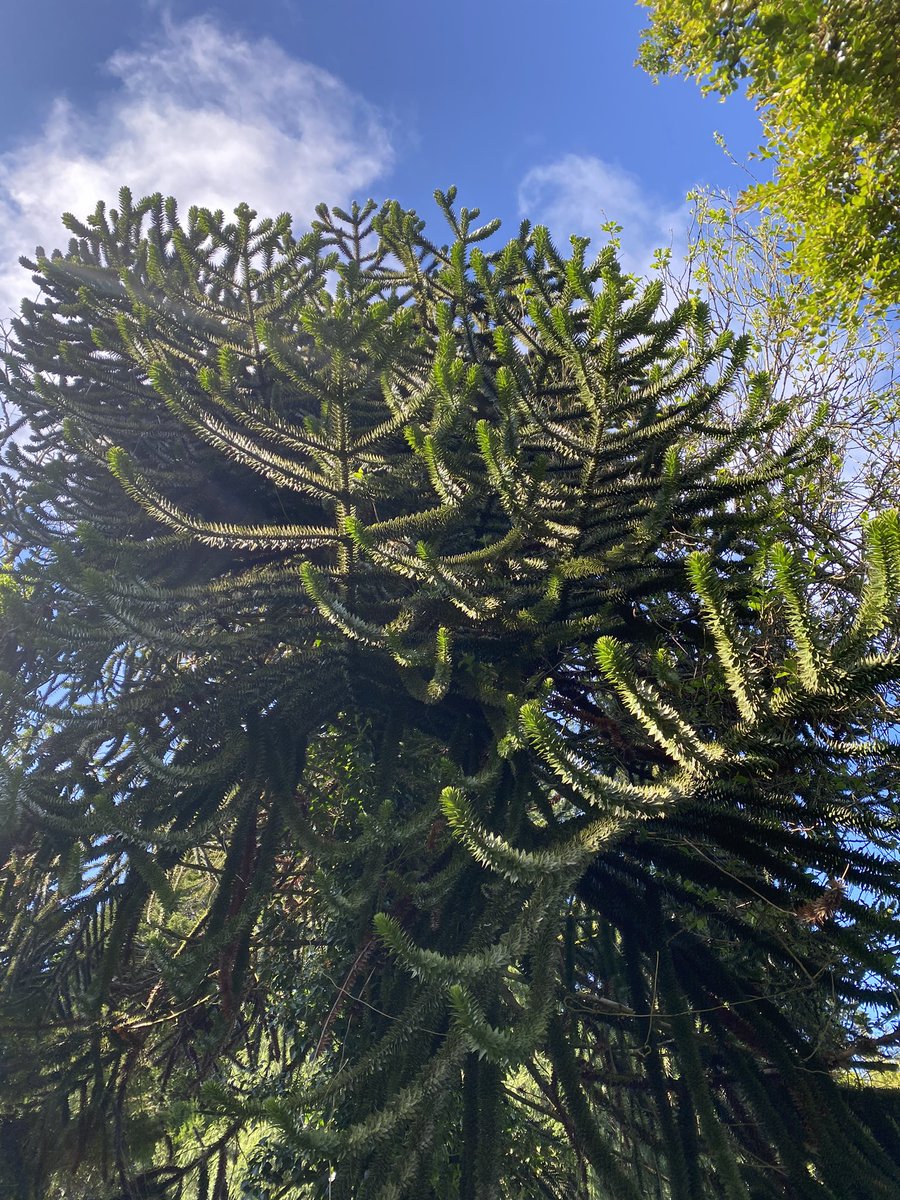 Pedzolization's tweet photo. Amazing trees at @Woodstock__KK.
#PennState saw some super big trees! @PSUecosystems https://t.co/xdLE0pvIXA