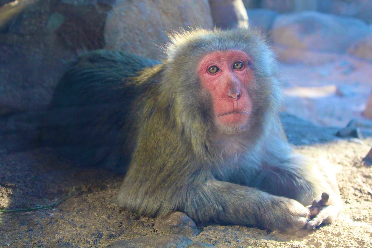 Christina Doelling (@crdoelling) on Twitter photo 🚨The Fisher Center at <a href="/lincolnparkzoo/">Lincoln Park Zoo</a> is hiring again, and this time it is for my position as Research Coordinator! I can attest to this job being one of the best around 🐵❤️. Apply here: careers.hireology.com/lincolnparkzoo… 🚨The Fisher Center at <a href="/lincolnparkzoo/">Lincoln Park Zoo</a> is hiring again, and this time it is for my position as Research Coordinator! I can attest to this job being one of the best around 🐵❤️. Apply here: careers.hireology.com/lincolnparkzoo…