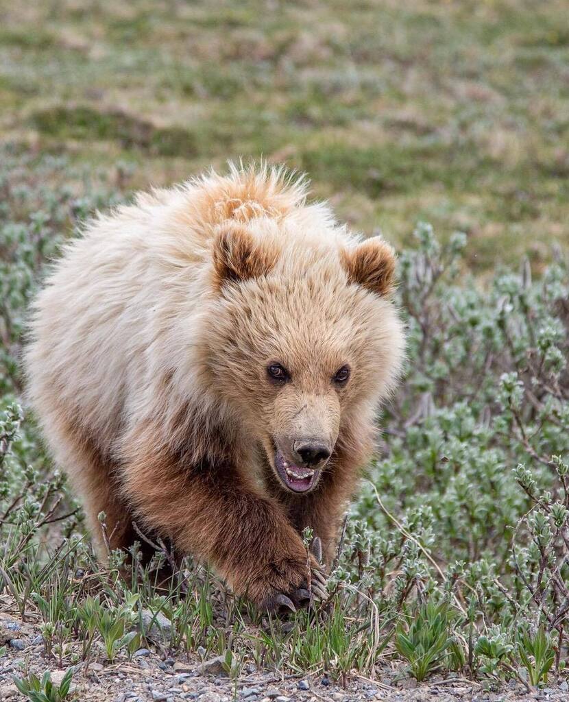 Spring in Denali… full of new life and greenery🌱 . . How cute are these baby animals captured by 📸 @amyjacqjohnson ?! . . #explorefairbanks #fairbanksalaska #fairbanks #fairbanksak #north #travel #travelphotography #travelblog #traveler #interioralas… instagr.am/p/CsRl1mhPDCq/