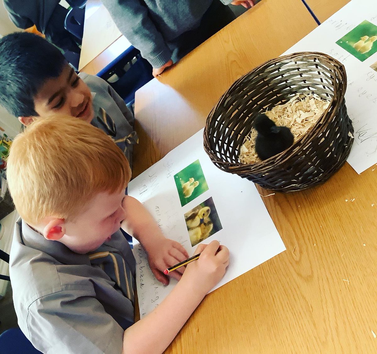 WCPS_Reception's tweet image. Can you think of any more adjectives to describe the ducklings?

#wimbledoncommonprepschool #eyfs #eyfsdirect #teachersfollowteachers