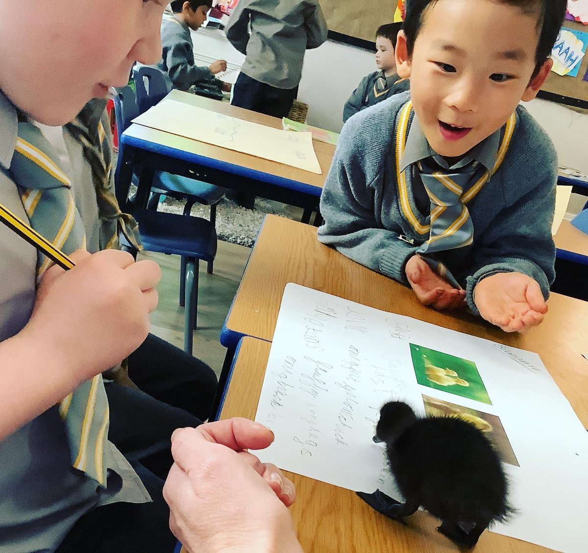 WCPS_Reception's tweet image. Can you think of any more adjectives to describe the ducklings?

#wimbledoncommonprepschool #eyfs #eyfsdirect #teachersfollowteachers