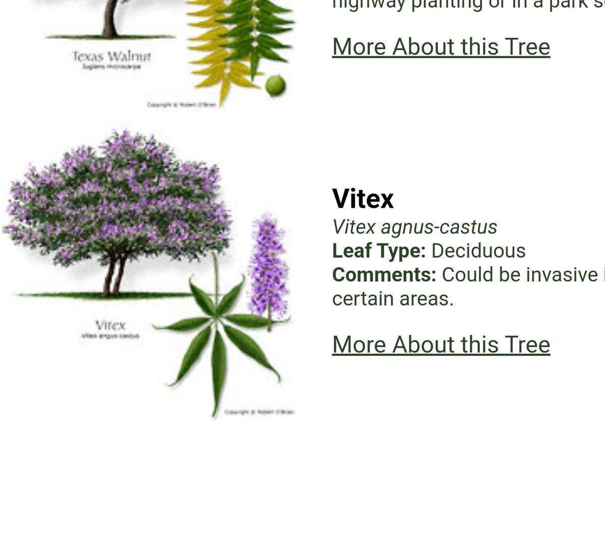 TXPlantGuy's tweet photo. @TXForestService @UTRWD This is an incredible resource, that I have recommended for years! However, it would be near perfect if y'all would remove a few species @tamu itself categorizes as invasive species in Texas. ;-) https://t.co/RBgOvptowe
