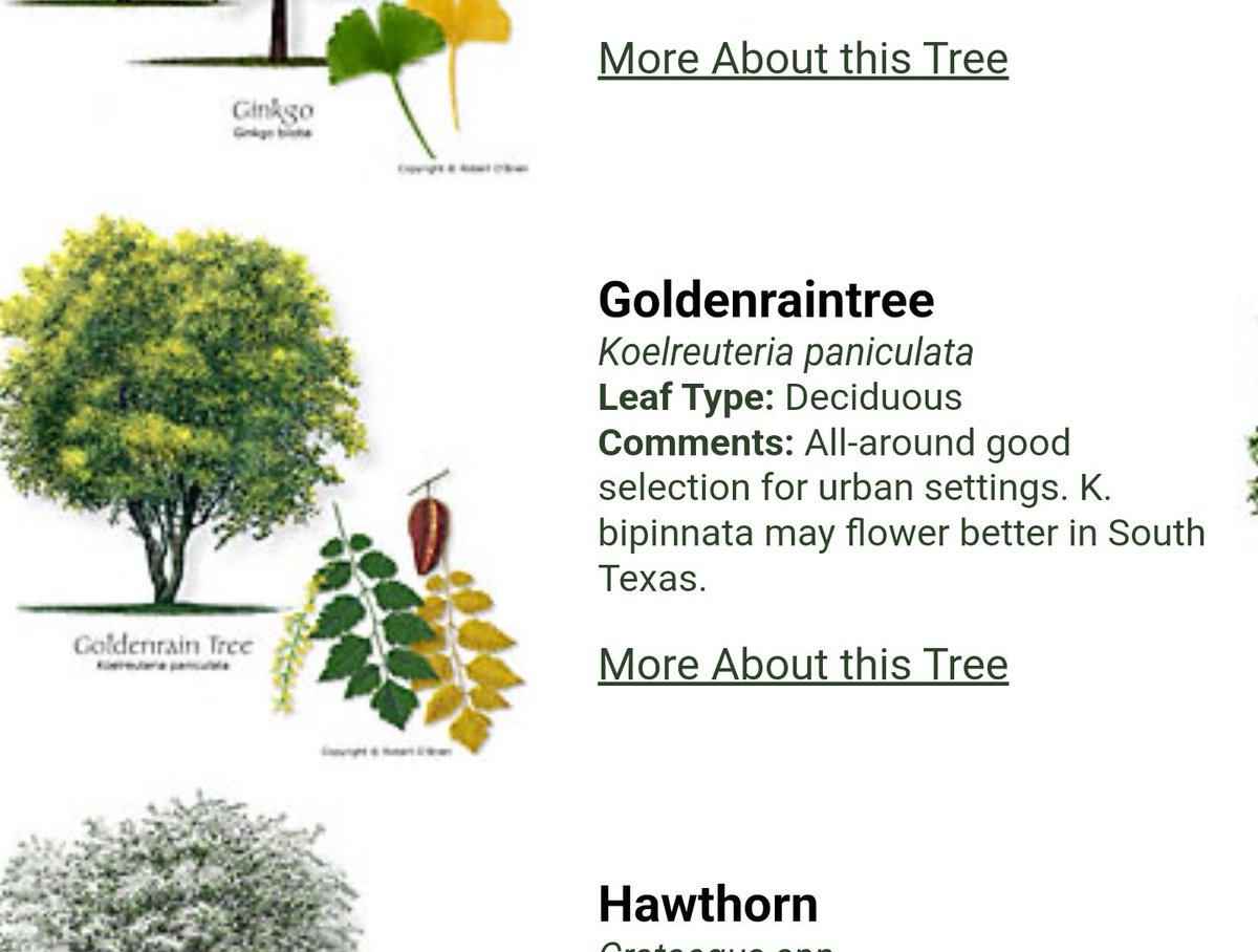 TXPlantGuy's tweet photo. @TXForestService @UTRWD This is an incredible resource, that I have recommended for years! However, it would be near perfect if y'all would remove a few species @tamu itself categorizes as invasive species in Texas. ;-) https://t.co/RBgOvptowe