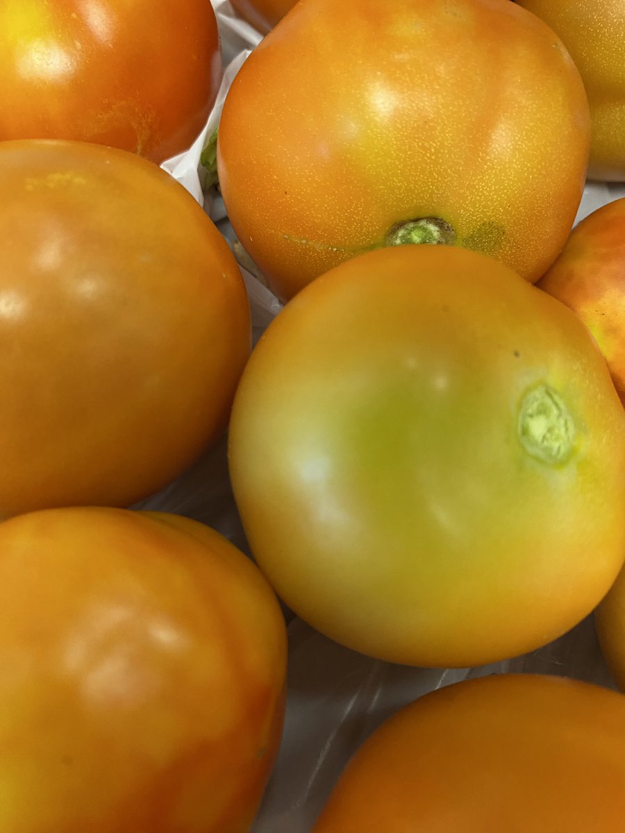 Students are growing food on campus! Yum!💙🦅 <a href="/LeeSchools/">School District of Lee County</a> <a href="/LeeSchoolsEE/">Environmental Ed</a>