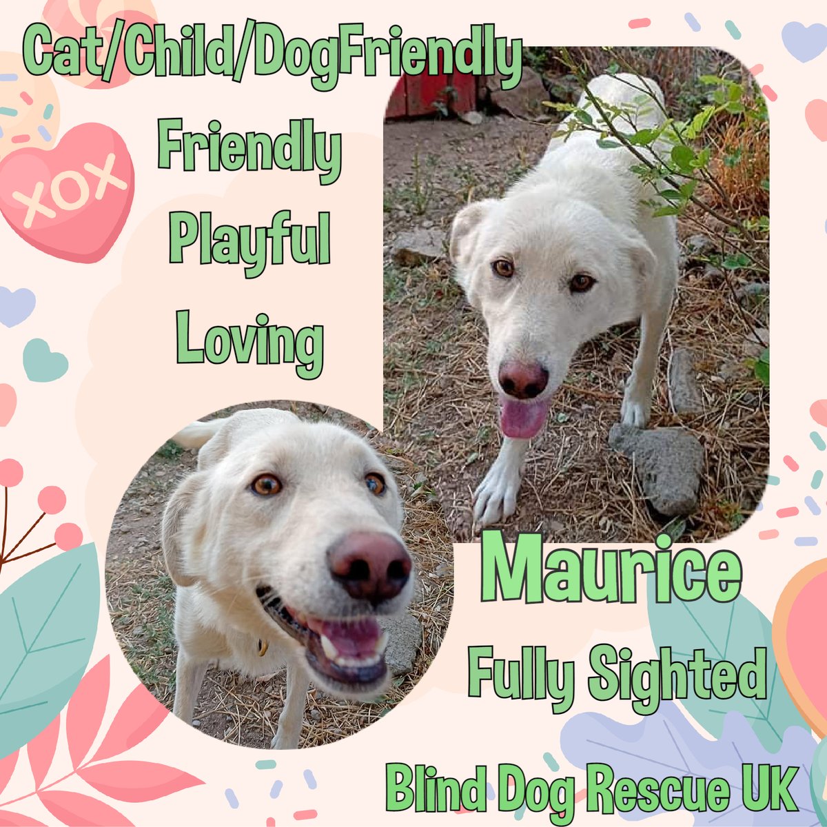 Born in 2020, MAURICE is friendly, playful &amp; loving. He enjoys short walks despite limping, which is due to two operations &amp; plates fitted, after an accident with a car when he was a baby. He'd love a home with a garden for short walks. #Bulgaria facebook.com/media/set/?set… #k9hour