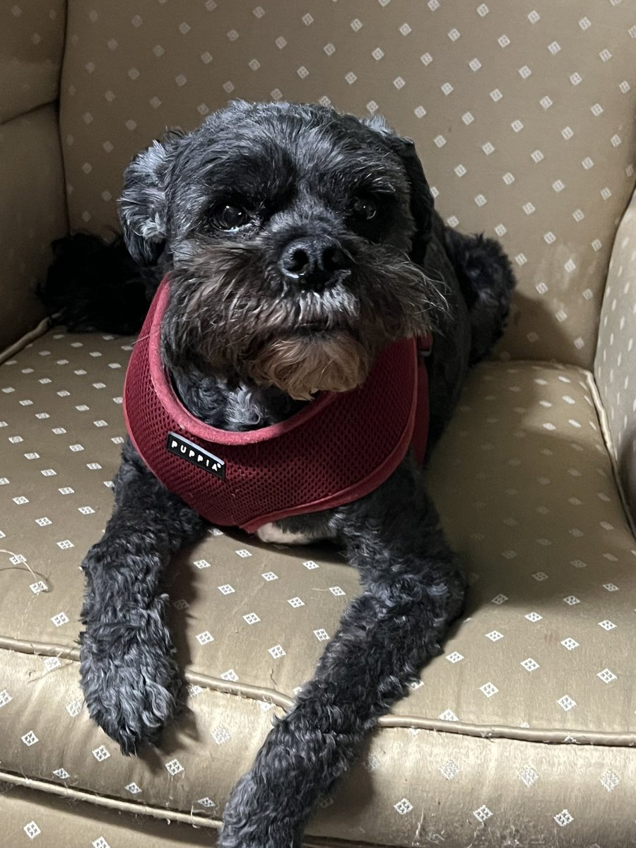 Dan_Christensen's tweet image. My Clark is going gray. But he is still a great pet. He gets up twice a night to do a little patrol around the house. He makes sure to bark it up when anyone knocks on the door, shuts a car door, or whispers.  He also treats with psycho cats with respect. A good buddy. #schnoodle