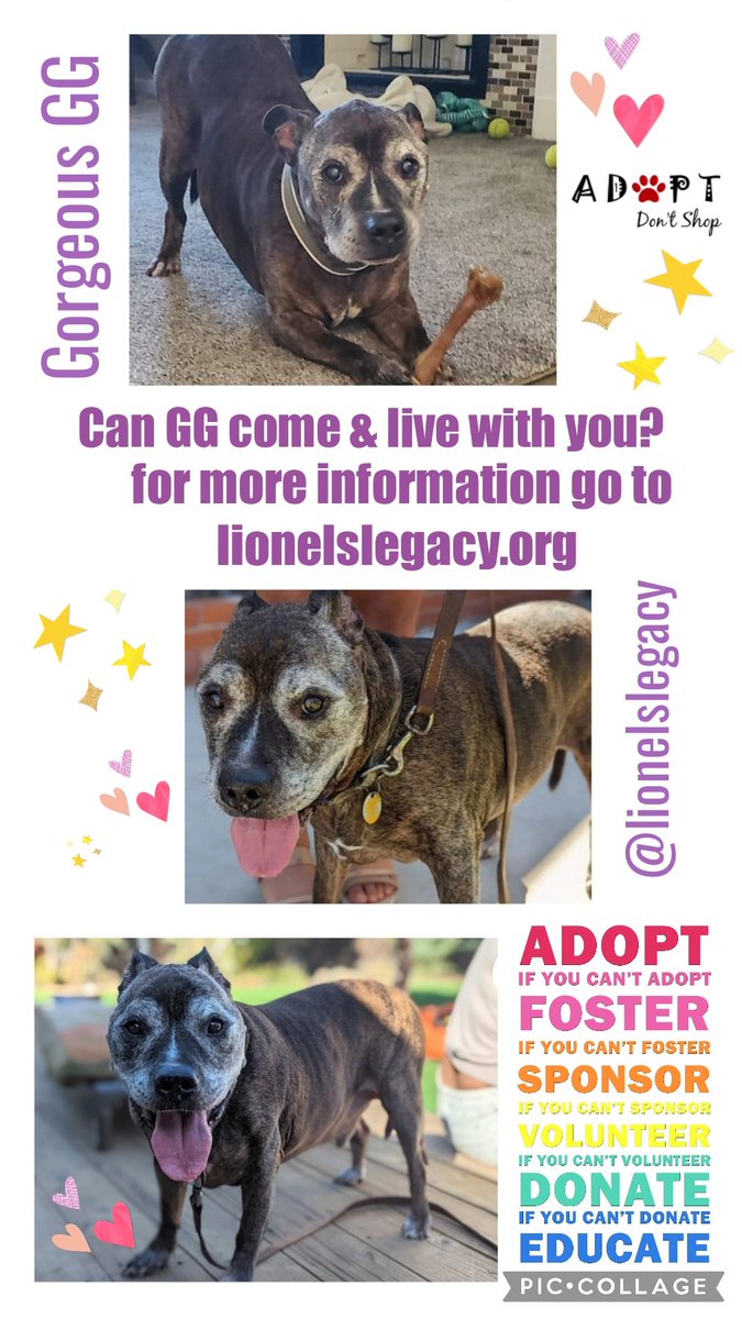 Could GG put his paws up at yours?
Can he snuggle up at your house?He'd love you furever
Have you got room in your heart&amp; home for him?
He is ready &amp; waiting for you #AdoptDontShop for more info➡️ Lionelslegacy.org
<a href="/LionelsLegacy/">Lionel's Legacy Senior Dog Rescue</a> #California #SanDiego #k9hour #rehomehour