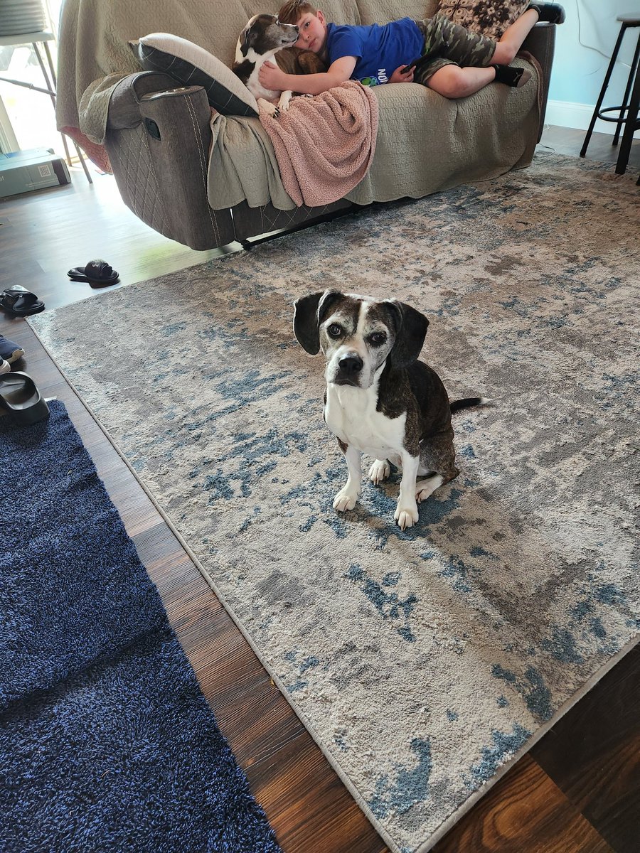 philwhelan1's tweet photo. So Tai turned 16 today. Mingya.
#BostonBeagle https://t.co/j9oUQOVvDu