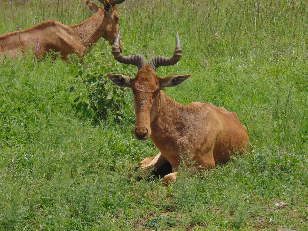 CameraSafarisKE's tweet photo. A Corke's Hartebeest (Alcelaphus buselaphus cokei). Six different races of the hartebeest group are recognized. All races have very similar body build, habitat requirements among others. They are mainly separated by coloration, distribution and horn structure#hartebeest #corke's https://t.co/GiKyaJWR9h