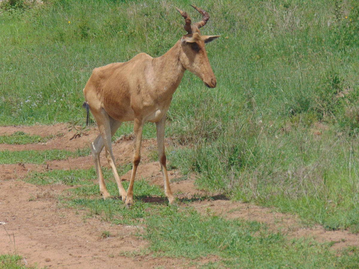 CameraSafarisKE's tweet photo. A Corke's Hartebeest (Alcelaphus buselaphus cokei). Six different races of the hartebeest group are recognized. All races have very similar body build, habitat requirements among others. They are mainly separated by coloration, distribution and horn structure#hartebeest #corke's https://t.co/GiKyaJWR9h