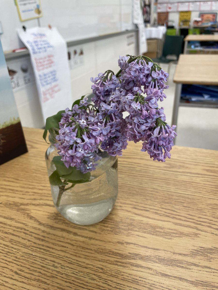 SLRMRSSB's tweet photo. A lilac brought to me by a student today who remembered it was my favorite🪻.  Enough to brighten a Monday morning.  💕☀️ https://t.co/wWZTT7WbNY