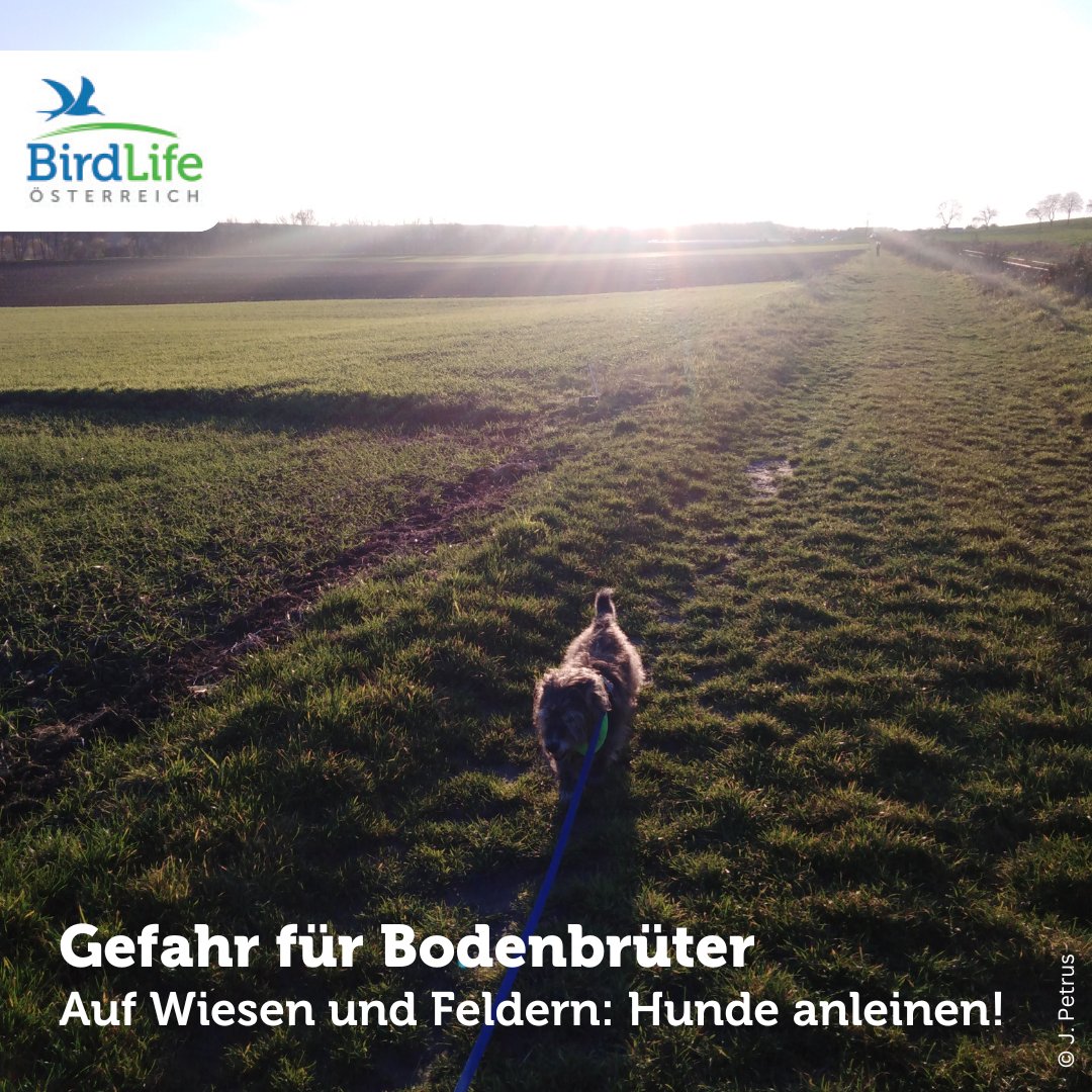 BirdLifeAustria's tweet photo. Beim Spaziergang auf Wiesen und Feldern: #Hunde bitte anleinen!

Freilaufende Hunde stellen für bodenbrütende Vogelarten eine ernstzunehmende Gefahr dar. Sie können die Nester und Eier zerstören sowie die Altvögel dazu bringen, ihre Nester oder sogar ihre Jungvögel aufzugeben. https://t.co/SqRZEvPGpS