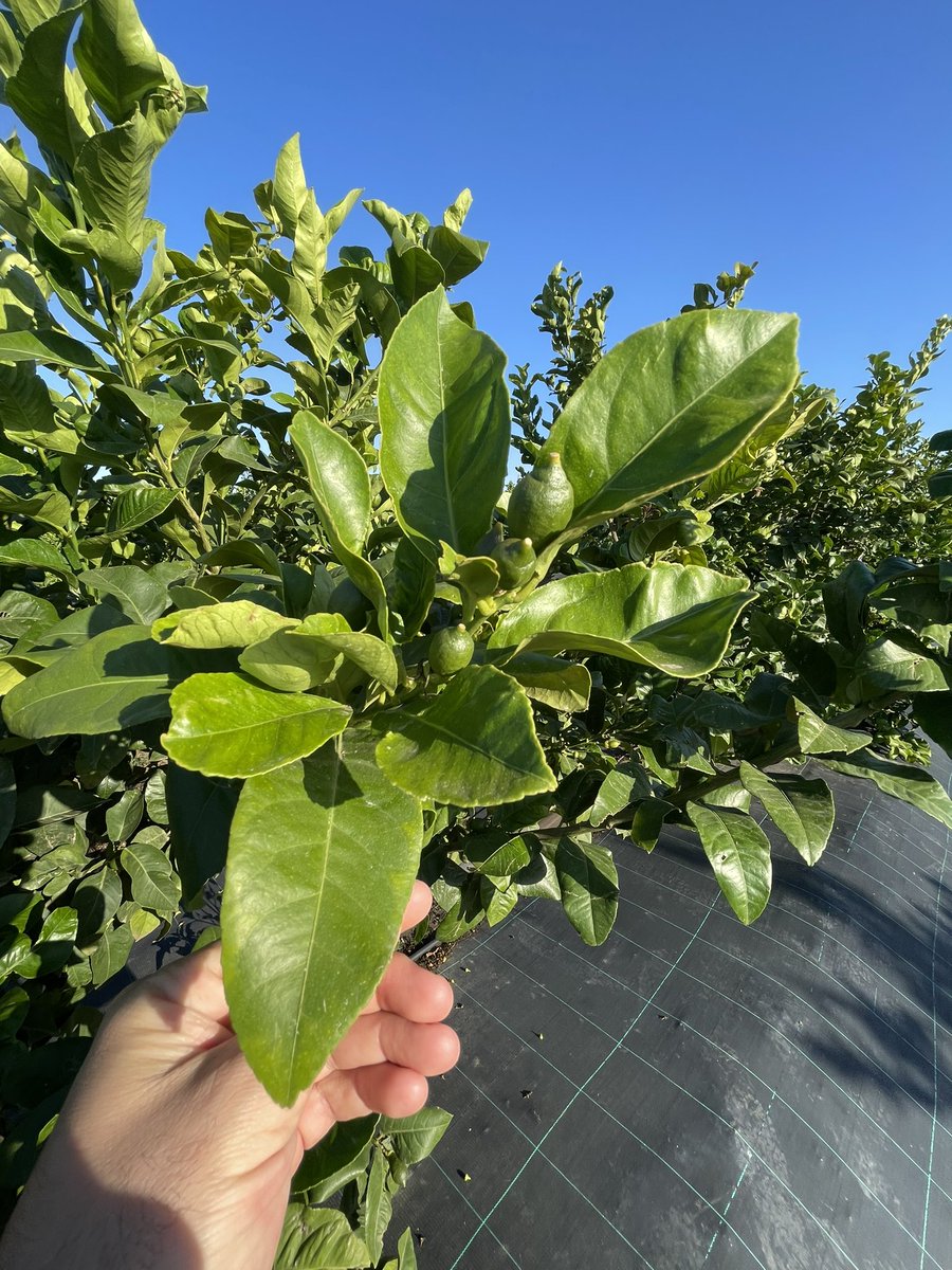 🍋 LIMÓN SILKROAD