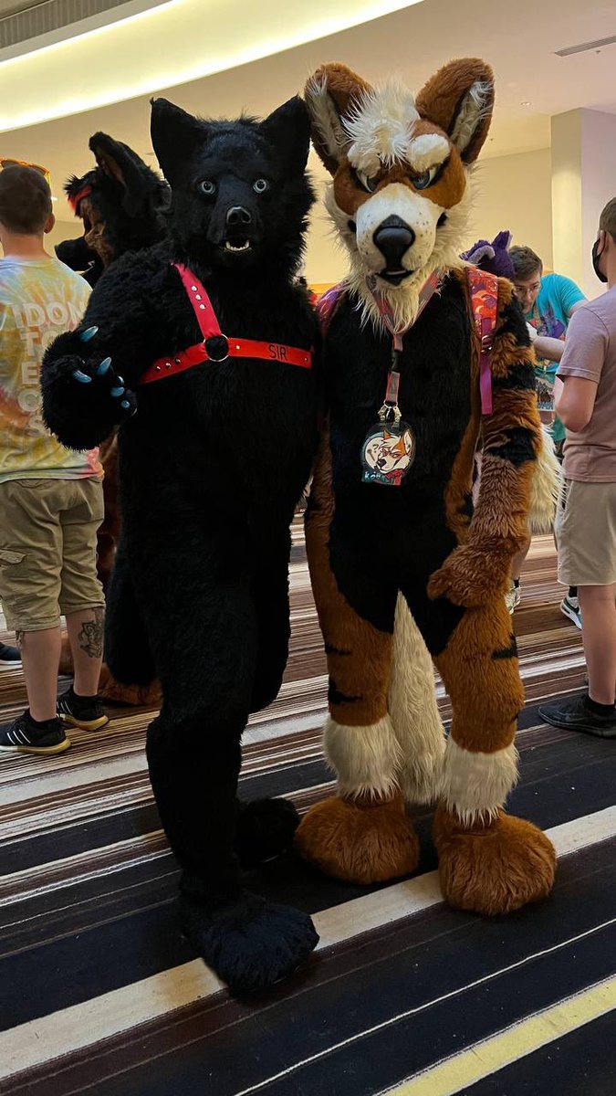 draftstallion's tweet photo. Always nice running into cute arcanines :) https://t.co/nKvOM0QvFG
