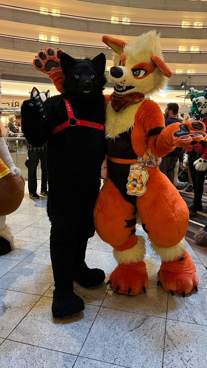 draftstallion's tweet photo. Always nice running into cute arcanines :) https://t.co/nKvOM0QvFG