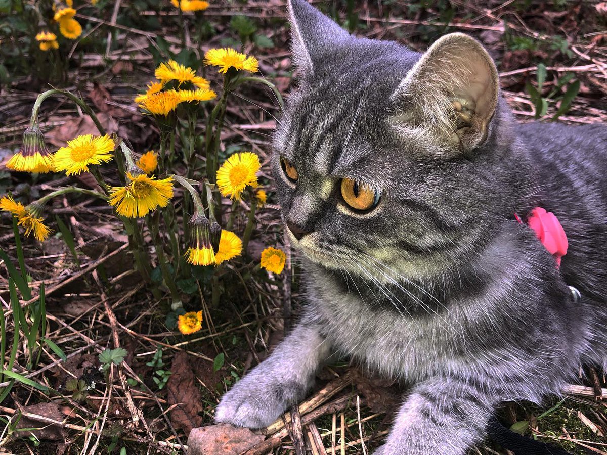 cute cat📷📷📷
.
.
.
.
.
#cats #catlovers #animals #beautiful #petcat #cuteanimals #catoftheday #cutecat #cutecatvideos #CatViralVideo