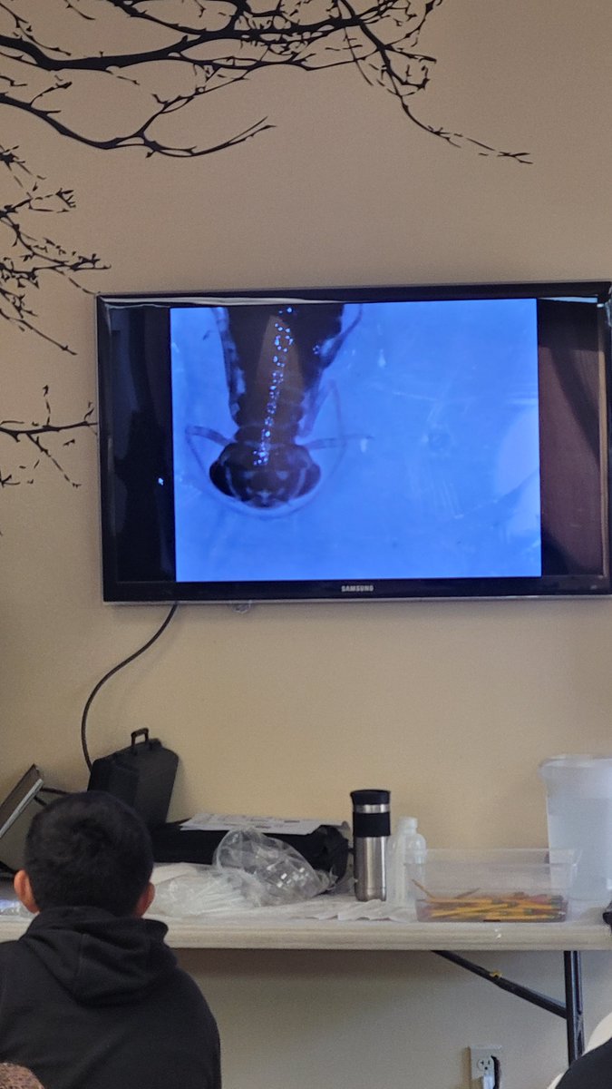 Fifth grade students from <a href="/FUSD_Cypress/">Cypress Elementary</a> traveled to the Mary Vagel Nature Center to explore macroinvertebrates, build a water filter, and to perform pond water quality tests.  #FUSE, #SCIENCE, #Maryvagelnaturecenter.  <a href="/FUSD_STEM/">FUSD STEM</a>