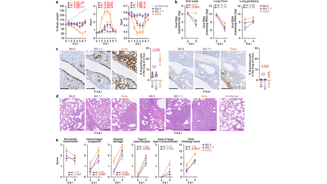 A paper in <a href="/NatureComms/">Nature Communications</a> characterizea the convergent evolution of SARS-CoV-2 Omicron subvariants and the properties of one recent lineage of concern, BQ.1.1. go.nature.com/3W5ySkQ