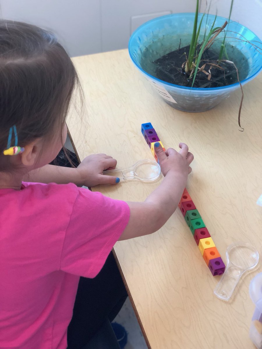 FDK 7 is  practicing our math skills, measuring our plants and counting on to see how many blocks taller they are. <a href="/HamiltonHarbour/">Retired Account - Bay Area Restoration Council</a> <a href="/RBGCanada/">Royal Botanical Gardens</a> <a href="/ViolaD_HWDSB/">Viola Desmond Elementary School</a> <a href="/hwdsb/">HWDSB</a>