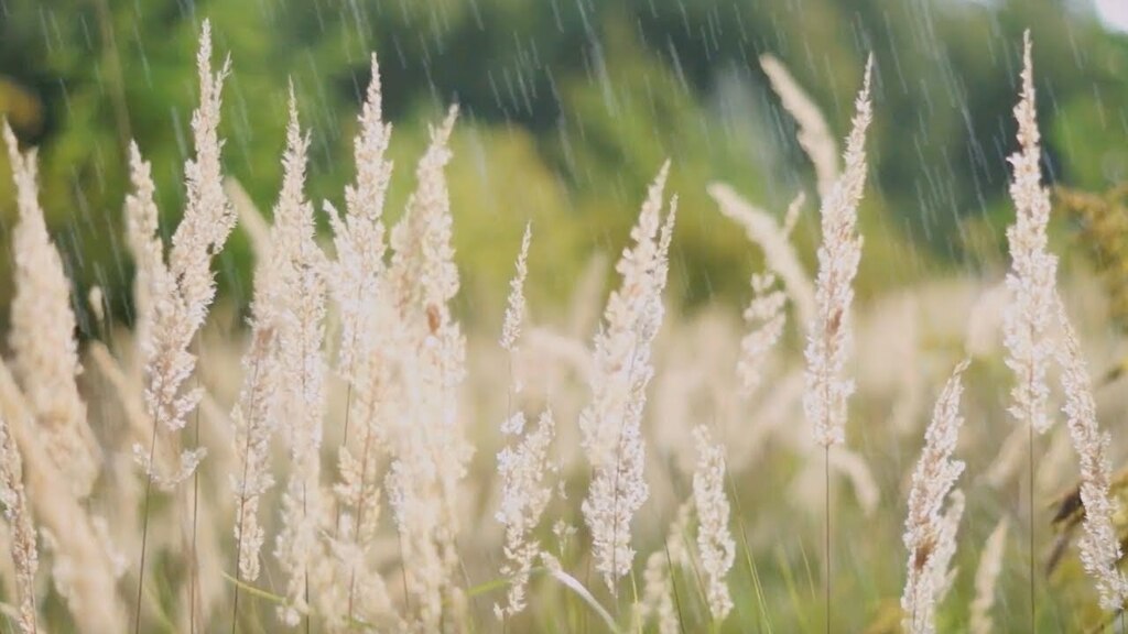 Hay vídeo nuevo en el canal, los espero por allí :) 2 horas Sonido de Lluvia Relajante para dormir 🌧️ 🌱 | Minimalismo Espiritual | Mariemili youtu.be/VA3m-eT9VdU