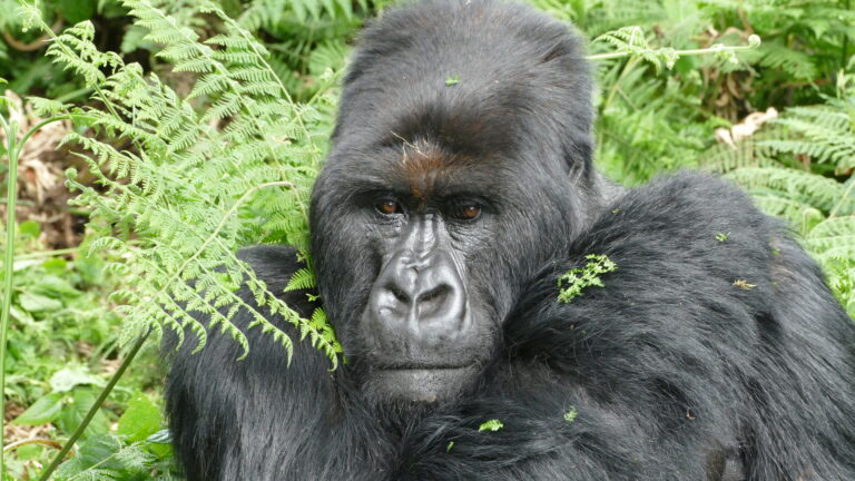 PWindastry's tweet photo. UMichiganNews: RT @GlobalMichigan: Surprised? U-M researchers &amp; partners found that gorillas who survived past age 6 were largely unaffected by difficulties they encountered as infants or juveniles. How are they different from other species?
… https://t.co/IMPpOkDsO5