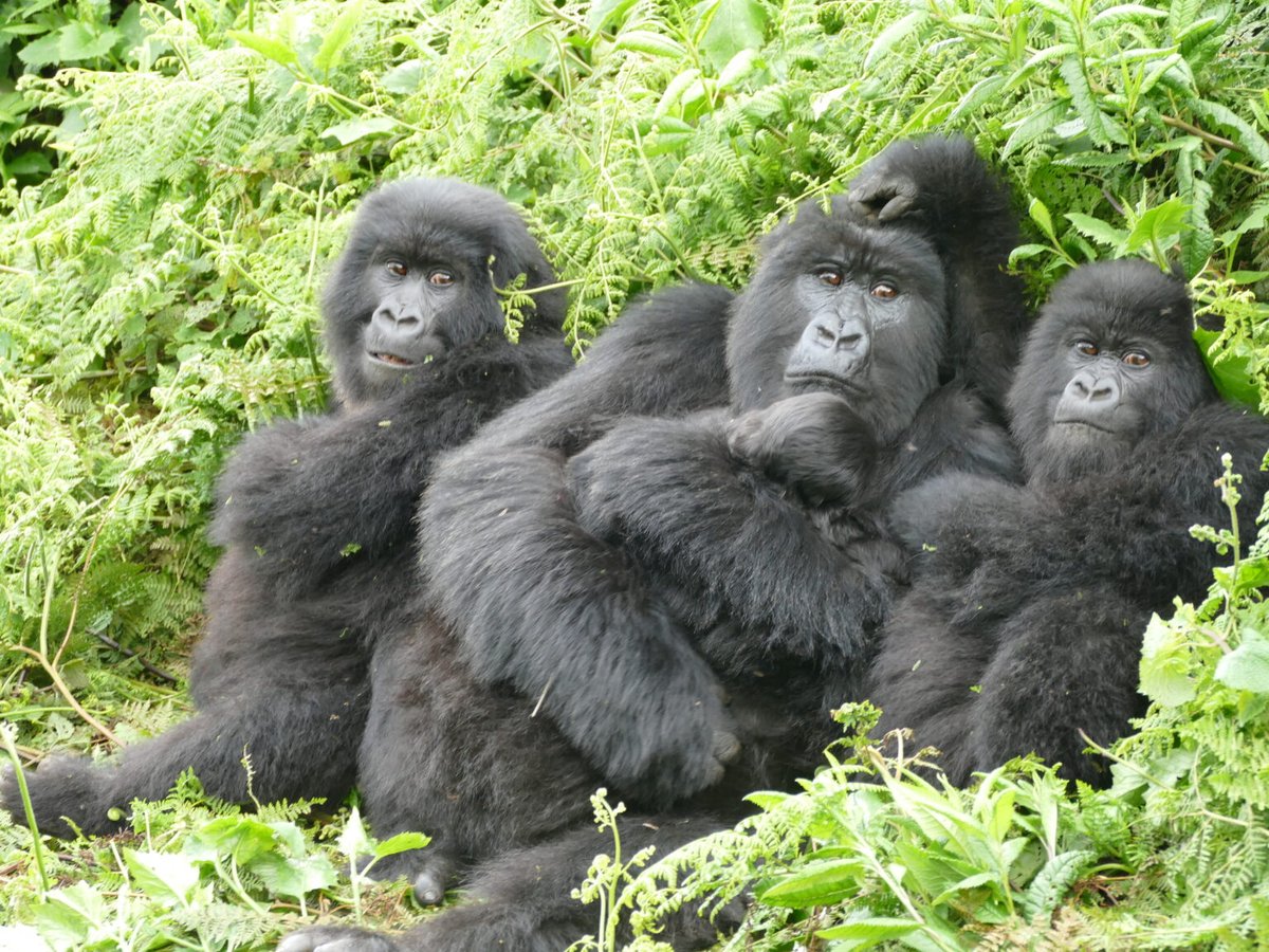 PWindastry's tweet photo. UMichiganNews: RT @GlobalMichigan: Surprised? U-M researchers &amp; partners found that gorillas who survived past age 6 were largely unaffected by difficulties they encountered as infants or juveniles. How are they different from other species?
… https://t.co/IMPpOkDsO5