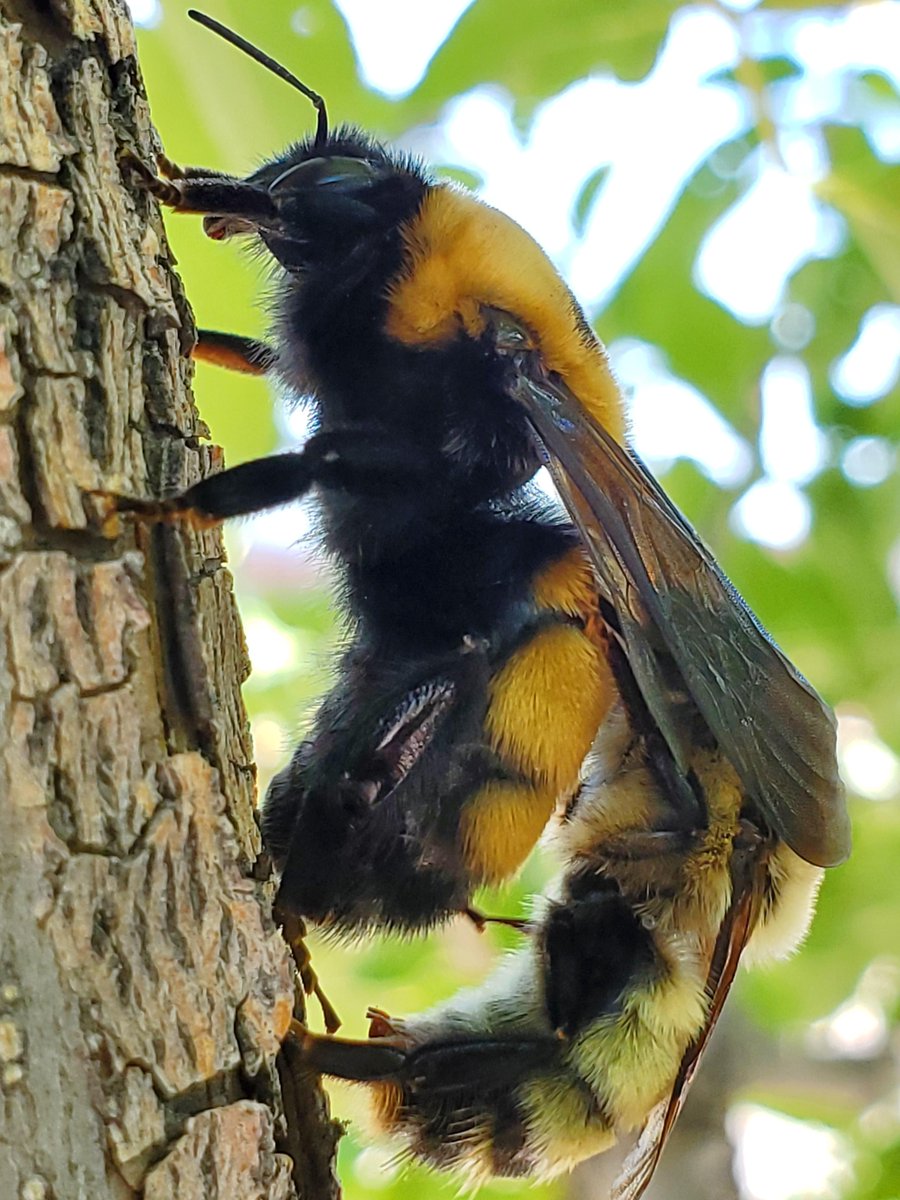 yegparks's tweet photo. Bumblebees start their search for new nesting sites in the spring. These large slow-moving queens search out abandoned mouse or vole burrows because bumblebees like to colonize underground! Find out more about bumbles at https://t.co/pWaNMbXlDs #BugoftheMonth https://t.co/a1BMvA3MP8