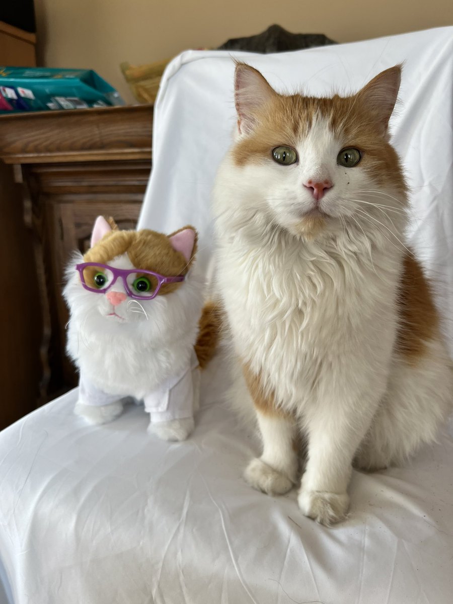 Bunsen And BEAKER On Twitter RT bunsenbernerbmd It s Almost Ready 