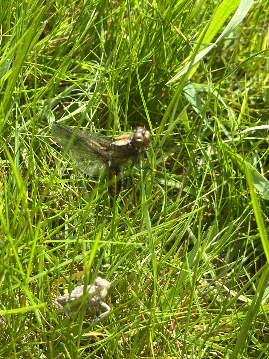 A first for me dragonfly emerging with wings expanding….spotted on way into @WeirdWoodEvent yesterday…pity not a better photographer!