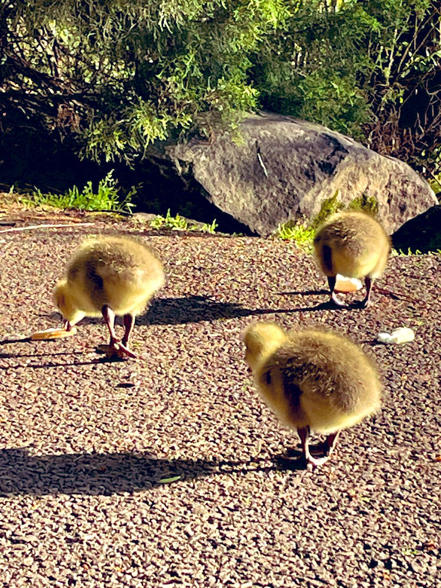 Cuteness overload at Queens Park Swindon tonight 😭