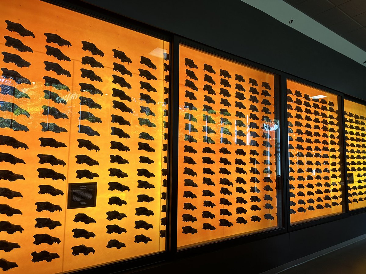 TrueCrimeGuys's tweet image. So THIS is what you’re suppose to do with all your loose skulls🤔💀