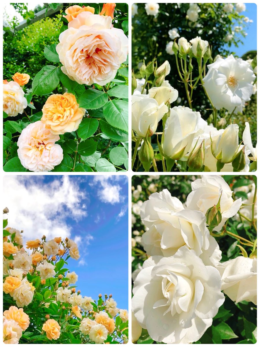 今日こそ、葵祭ですね😊

どうして？
なぜ？

理解に苦しみますが...
そんなことに縛られて過ごしたくないので、楽しい一日にしたいと思います