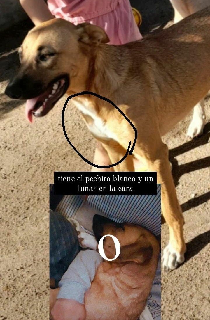 ⚠️BUSCAMOS A SYRAH⚠️
Se perdió en Balsa las Perlas.

Agradezco RT.

<a href="/Majocarrascal/">ᴹᵃʲᵒ ᶜᵃʳʳᵃˢᶜᵃˡ 🎤</a> <a href="/LpezAlejandro/">Alejandro López</a> <a href="/SoyMaxiPaez/">Maxi N Paez</a> <a href="/tincho_gamero/">Martin Gamero 🏟️</a> <a href="/diego_sarco/">Diego Sarco</a> <a href="/carlasanhuezaa/">Carla Sanhueza</a> <a href="/fcarnese/">Francisco Carnese</a> <a href="/joseluis_aranda/">Jose Luis Aranda</a> <a href="/valeroseba/">Sebastián Valero</a> <a href="/Danyrosatti/">Daniela</a> <a href="/Abel_Dario/">Abel Rojas</a> <a href="/PabloABrandi/">Pablo Ariel</a>
