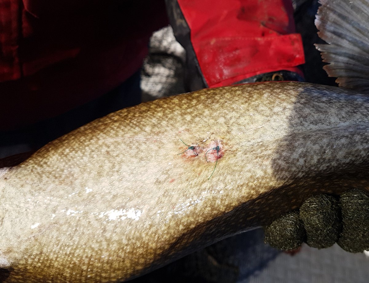 FishWildlifeON's tweet image. #LakeSimcoe anglers, it’s time to gear up! Lake trout and lake whitefish fishing season is upon us. 

If you catch a tagged fish, find out how to report it at facebook.com/FishWildlifeON…

#scienceON #aquaticresearch #fish #fishing #ontarioanglers #icefishing #fishingnews