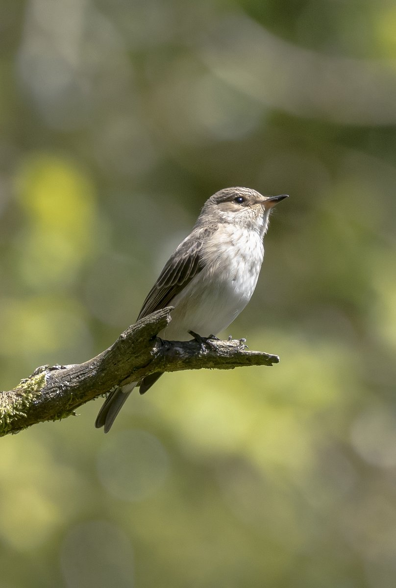 Good to catch up with both Pied and Spotted Flycatchers at Nagshead RSPB #GlosBirds
