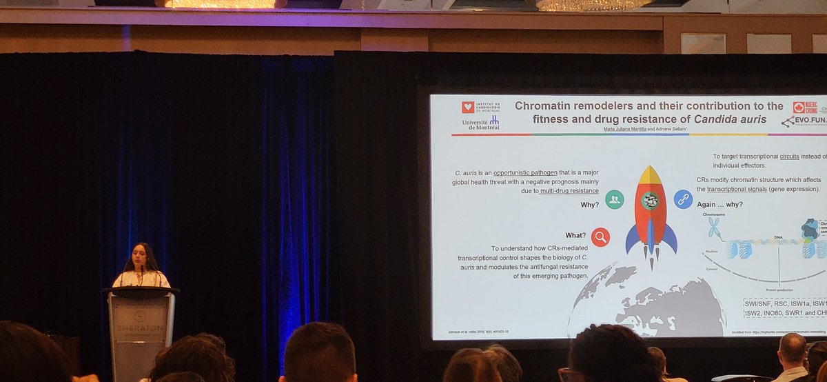 Excellent elevator talk and poster by <a href="/mantillamaria95/">Maria Mantilla</a> about chromatic remodelers and their contribution to the fitness and drug resistance of Candida auris #Candida2023
