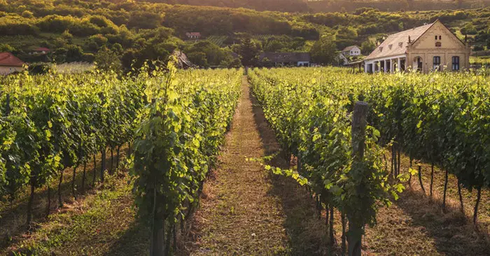 AxeHaft's tweet image. Buy land. Buy birds &amp;amp; livestock. Cultivate a thriving garden. Get guns. Embrace hunting for food. Make what you need.

Embrace self-sufficiency. 
Embrace the homesteading lifestyle. #SelfSustainability #Homesteading #LiveOffTheLand