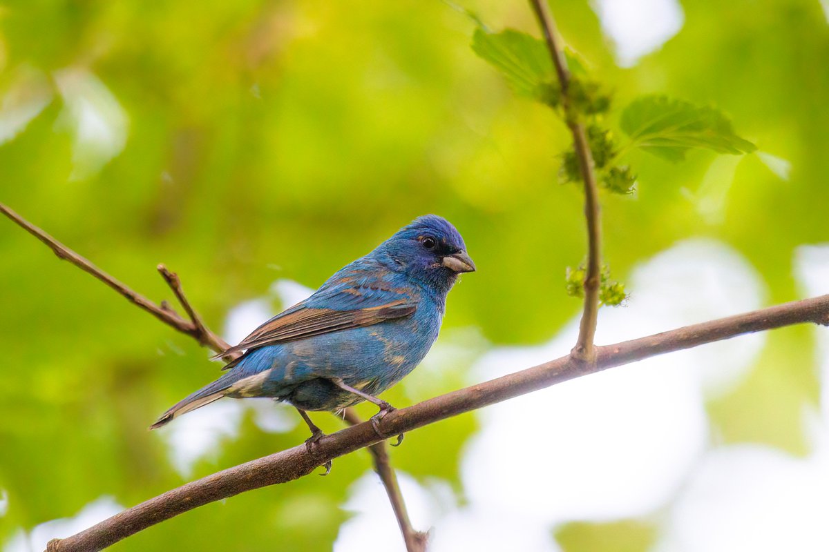 Eric Balcanoff tweet media