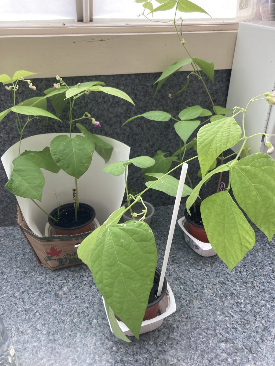 John_McCraePS's tweet image. Look at those beans! Are they magic beans that will grow into a beanstalk?  No! These are real green bean plants. #greenbeans #beanstalk #grade3 #grade2