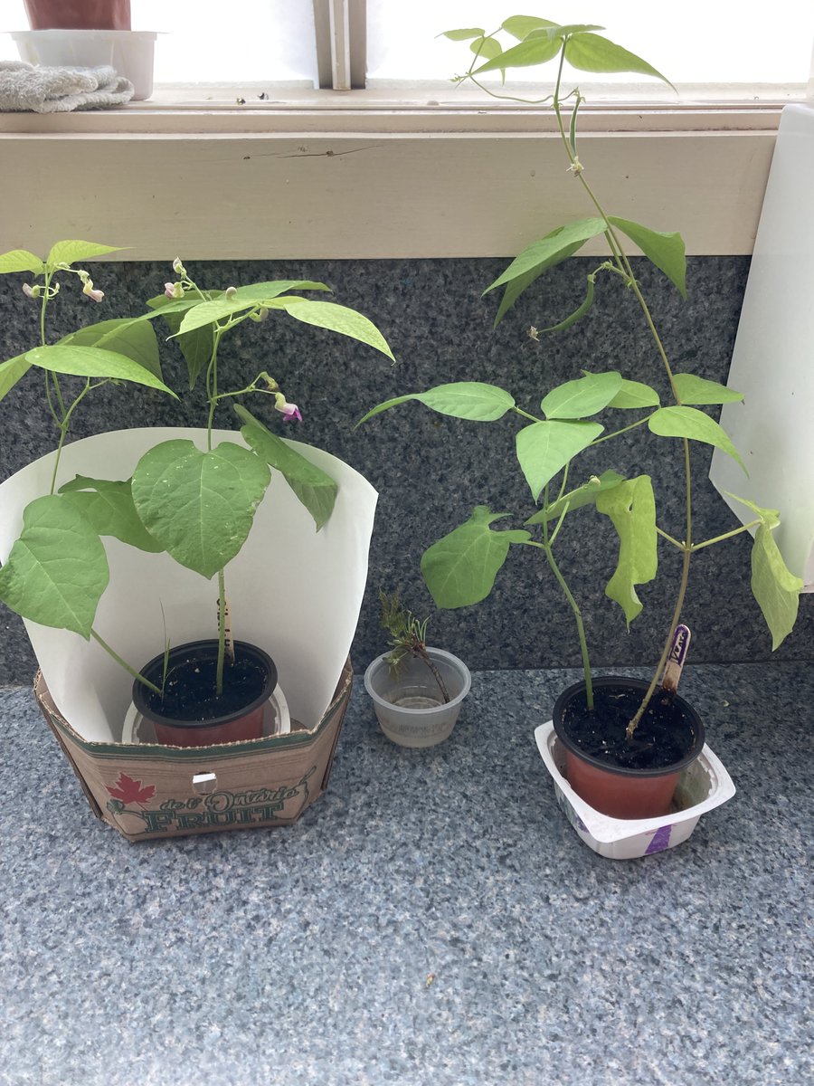 John_McCraePS's tweet image. Look at those beans! Are they magic beans that will grow into a beanstalk?  No! These are real green bean plants. #greenbeans #beanstalk #grade3 #grade2
