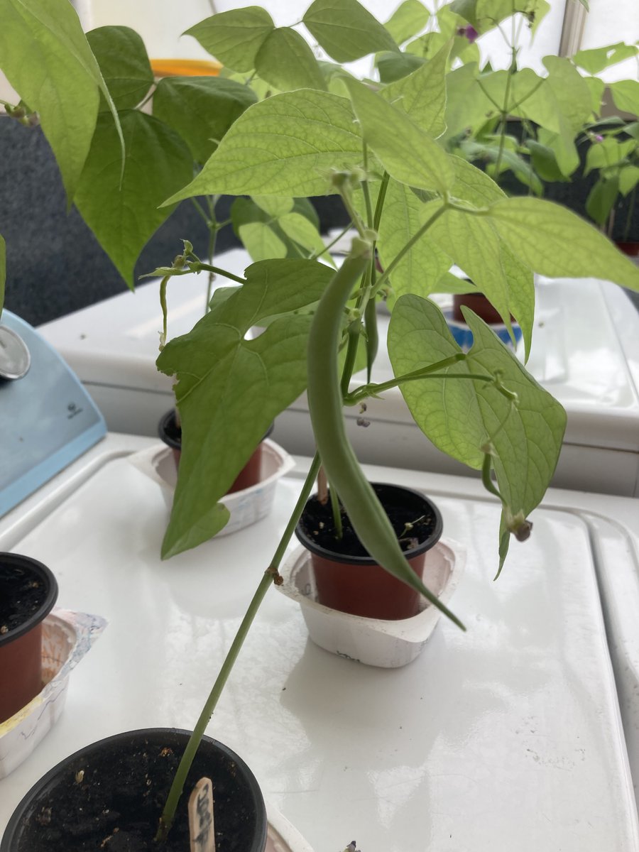 John_McCraePS's tweet image. Look at those beans! Are they magic beans that will grow into a beanstalk?  No! These are real green bean plants. #greenbeans #beanstalk #grade3 #grade2