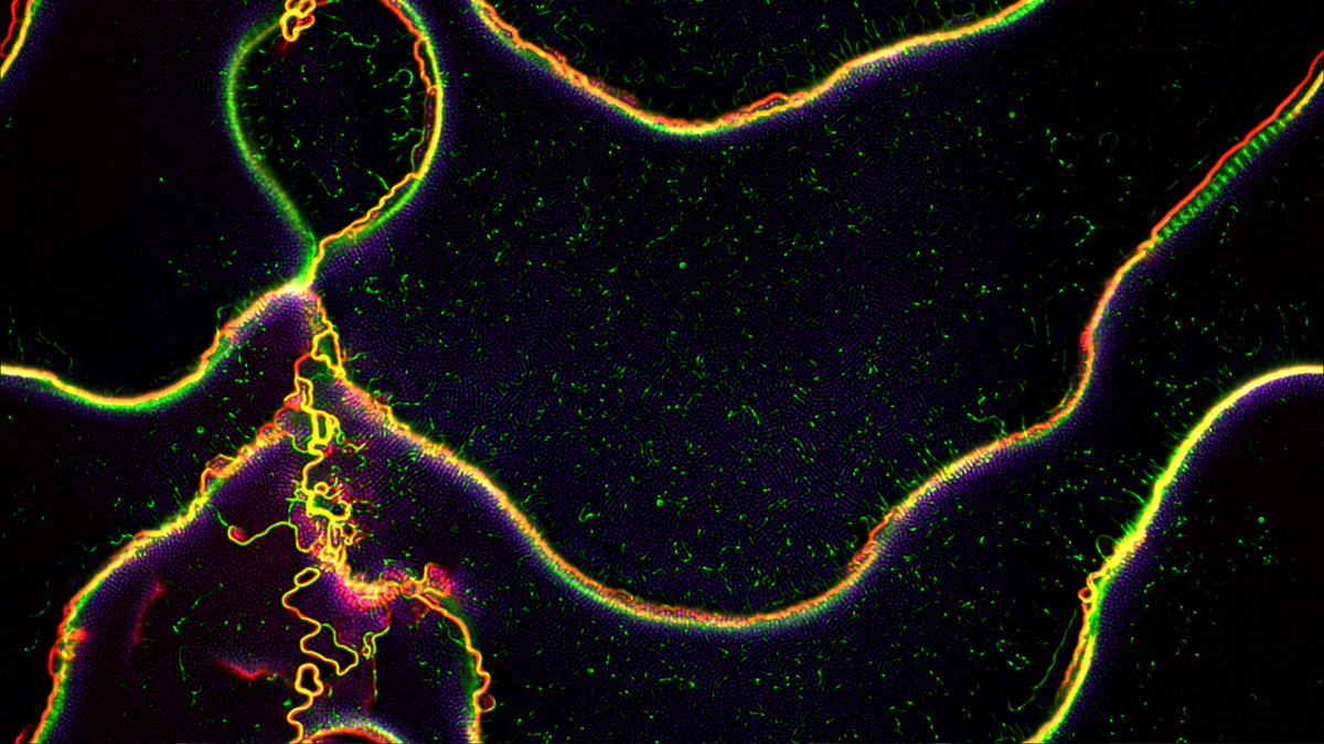 hubstruct's tweet image. Still image taken from a real-time simulation, 2.56M particles, WebGPU

#webgpu #generative #madewithcode